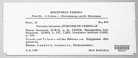 Puccinia bistortae image